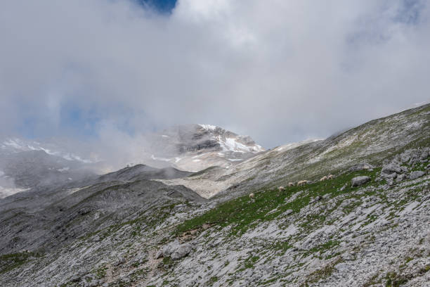 le montagne delle alpi in baviera, germania - jumbuck foto e immagini stock