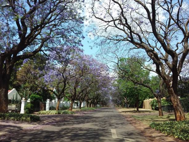 istock Pretoria - Jacaranda City 838168796