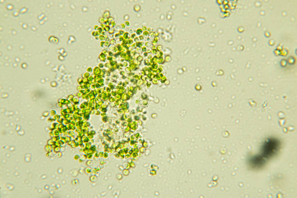 Chlorella is a genus of single-cell green algae belonging to the division Chlorophyta. Chlorella is a genus of single-cell green algae belonging to the division Chlorophyta. chlorella stock pictures, royalty-free photos & images