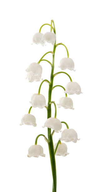 istock Flower lily of the valley isolated 838172700