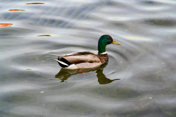 istock A wild duck swims in a pond. 838172946