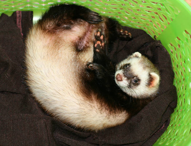istock The ferret curled up in a basket. 838173200