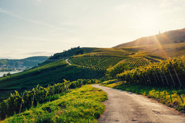 zonnige wijngaard in duitsland - rheingau stockfoto's en -beelden