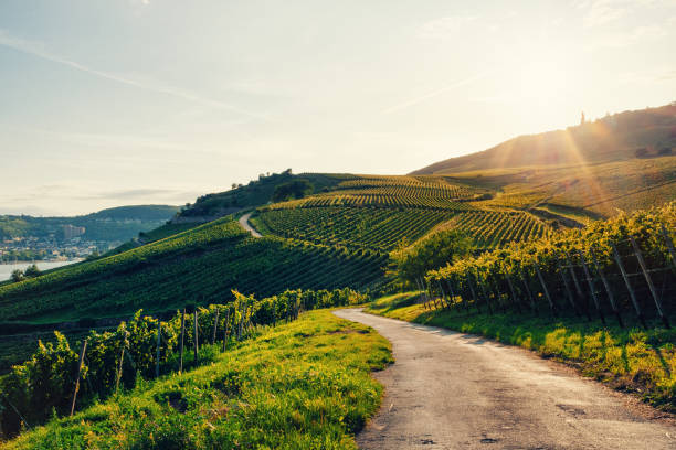 sunny vineyard in germany - rio reno imagens e fotografias de stock