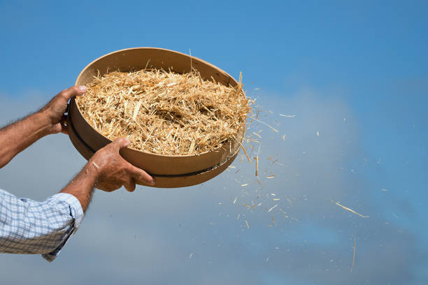 古いふるい小麦粉と小麦をふるい、農家 sifts 粒 - sifting ストックフォトと画像