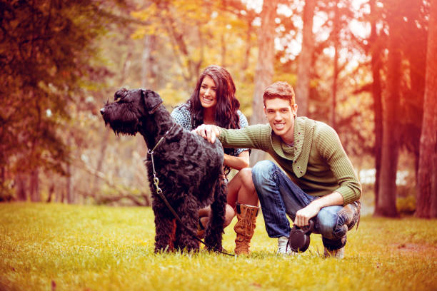 giovane coppia con schnauzer - giant schnauzer foto e immagini stock