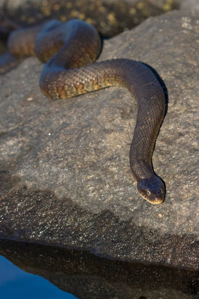 istock Northern Water Snake (Nerodia sipedon sipedon) basking on a rock in summer - Ontario, Canada 838184780