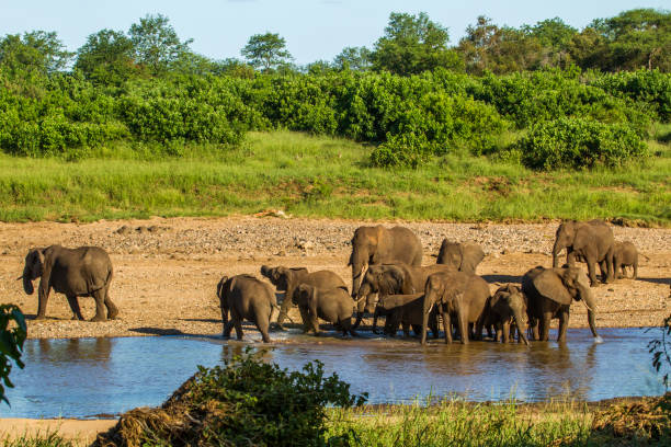 istock african bush elephants in the riverbank 838185280
