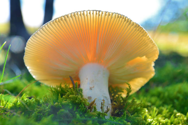 istock russula virescens mushroom 838185302