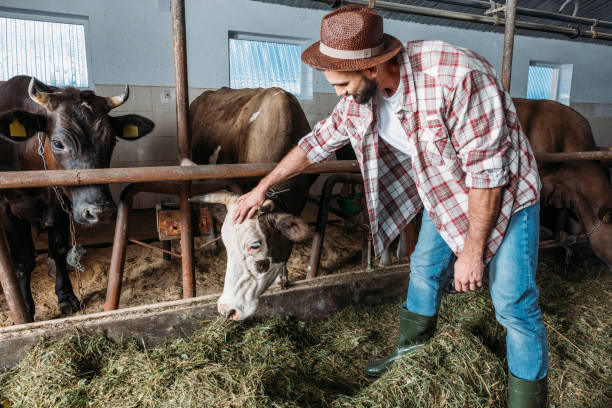 istock male farmer feeding cows 838185858