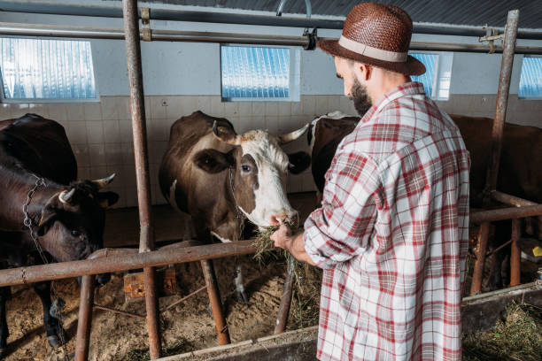 istock male farmer feeding cows 838186610