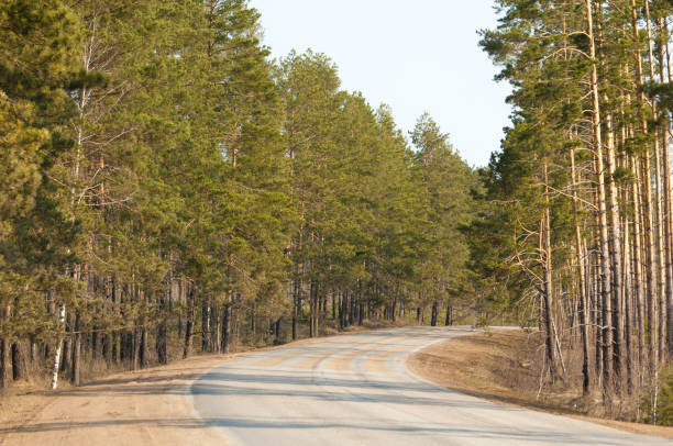 country road in early spring in the spruce forest - 3148 imagens e fotografias de stock