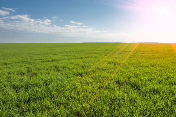 istock Seedlings of winter on the field 838189280