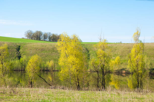 Spring ravine tree. Soil erosion in a spring season Spring ravine tree. Soil erosion in a spring season. Trees along a sunny ravine in spring khost afghanistan stock pictures, royalty-free photos & images