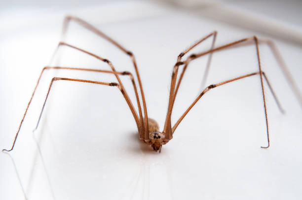 istock Close Up Of A Daddy Long Legs Spider 838194066