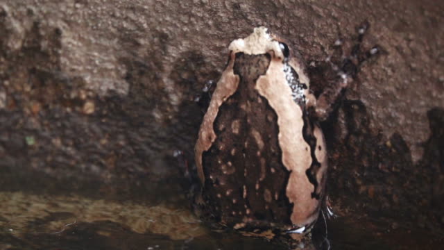 Bullfrog crawling on the wall slow motion