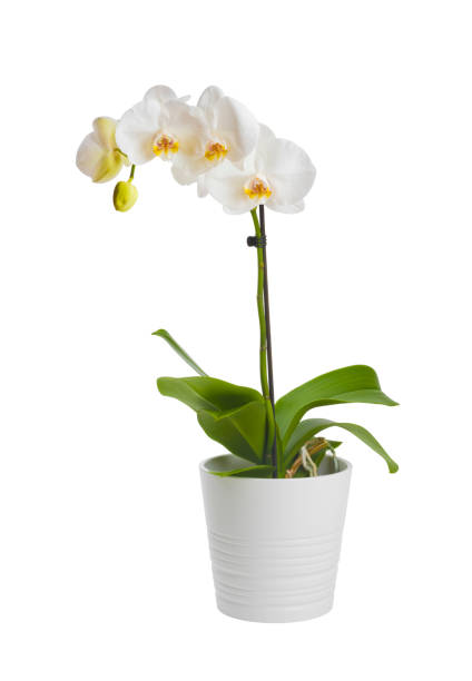 цветущие орхидеи завода в керамический цветочный горшок изолированы на белом фоне - orchid стоковые фото и изображения