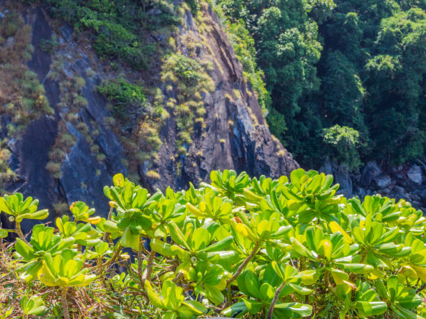 istock Abstract nature background of plants and mountain texture. 838199072