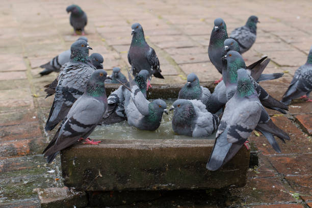 istock Pigeons bathe in the stone bath with water . Close up 838202016