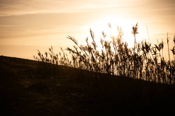 istock Long grass and plants at sunset near Oualidia, Morocco 838204434