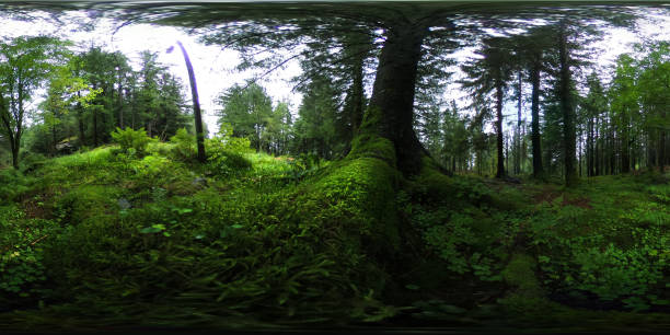 360 degrees spherical panorama of Norwegian forest in Bergen 360 degrees spherical panorama of Norwegian forest in Bergen glade photos stock pictures, royalty-free photos & images