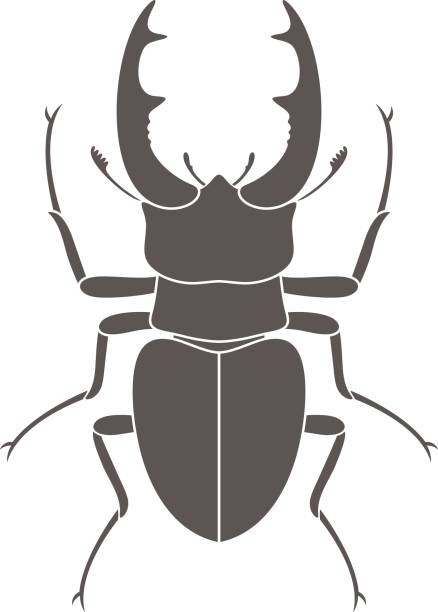 ilustraciones, imágenes clip art, dibujos animados e iconos de stock de escarabajo ciervo. escarabajo de hércules - silhouette stag beetle beetle insect