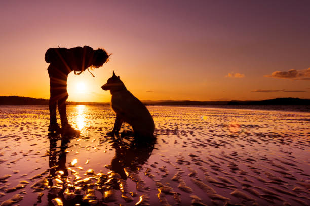 istock Girl playing with german shepherd dog at a beach 838205514