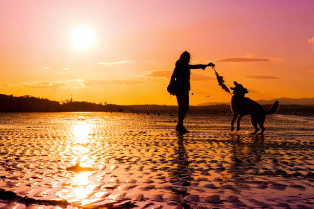 istock Girl playing with german shepherd dog at a beach 838205832