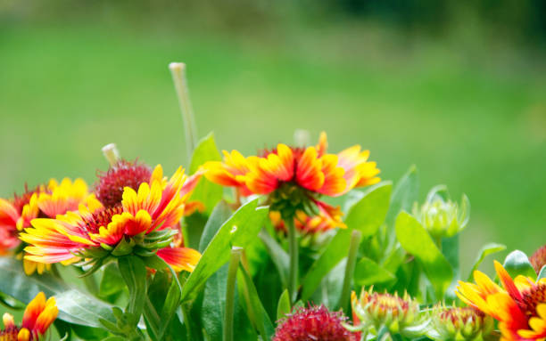 istock Blanket Flowers of Summer 838208846
