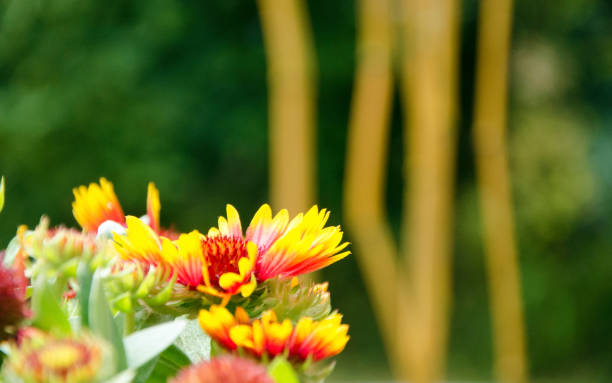 istock Blanket Flowers of Summer 838208950