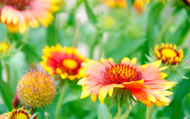 istock Blanket Flowers of Summer 838210356
