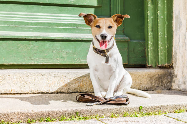 istock dog   with leash waits for a walk 838212862