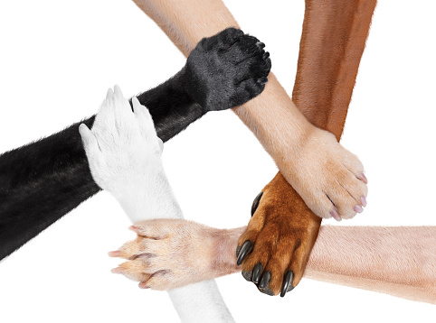 five paws like   in  a multicultural team  circle shaking hands united for the same cause and goal, isolated on white background