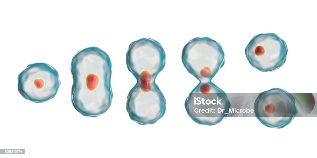 Division of a cell, mitosis concept Division of a cell, mitosis concept, 3D illustration Biological Cell Stock Photo