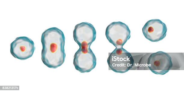 Division Of A Cell Mitosis Concept Stock Photo - Download Image Now - Biological Cell, Multiplication, Mitosis