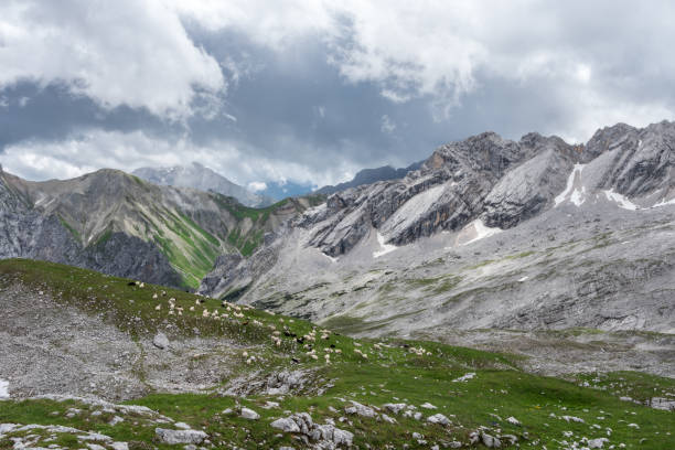 the mountains of alps in bavaria, germany - jumbuck imagens e fotografias de stock