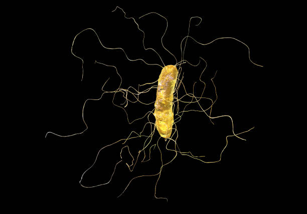 bakteria clostridium difficile - hospital acquired infection zdjęcia i obrazy z banku zdjęć