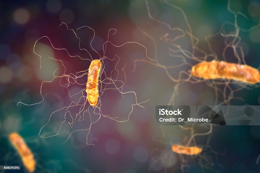 Clostridium difficile bacterium Clostridium difficile bacterium, 3D illustration. Bacteria which cause pseudomembraneous colitis and are associated with nosocomial antibiotic resistance Clostridium Difficile Stock Photo