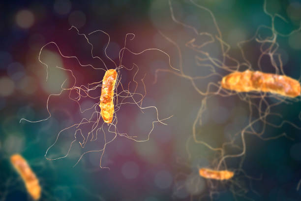 Clostridium difficile bacterium Clostridium difficile bacterium, 3D illustration. Bacteria which cause pseudomembraneous colitis and are associated with nosocomial antibiotic resistance cell flagellum stock pictures, royalty-free photos & images