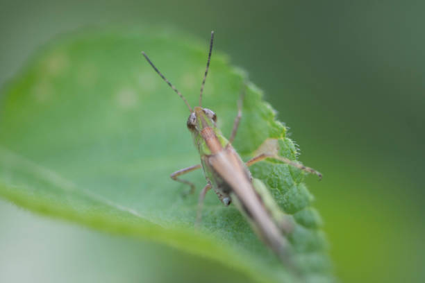 istock Grasshoppers in front of Green background 838216872