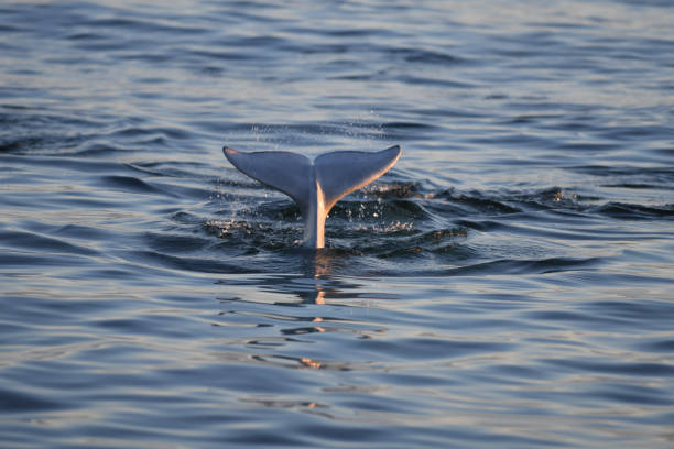 baleia beluga no ártico - arctic manitoba churchill manitoba canada - fotografias e filmes do acervo