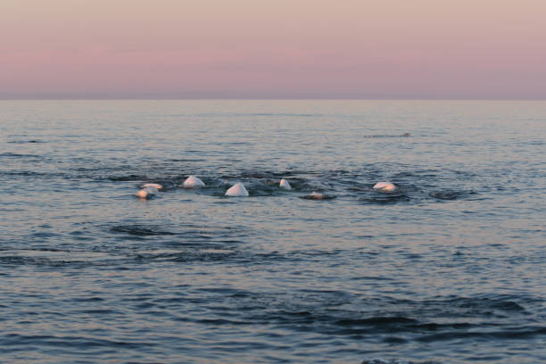 hudsons bay al atardecer en verano - beluga whale fotografías e imágenes de stock