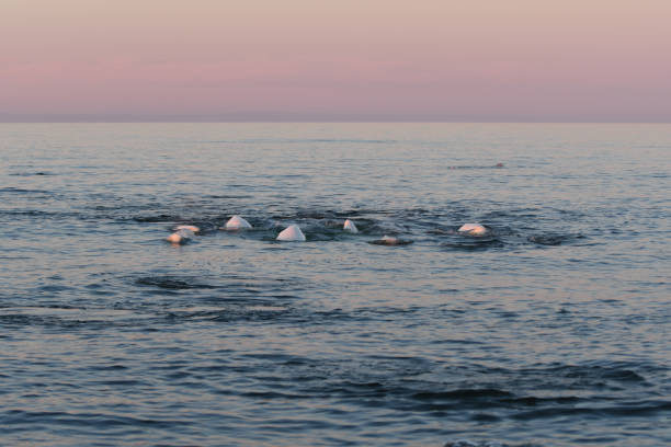 여름에는 일몰에서 hudsons 베이 - beluga whale 뉴스 사진 이미지