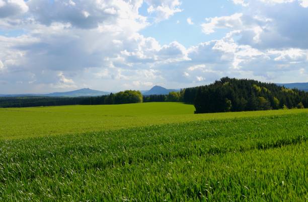 green fields summer sun nature plants forest germany