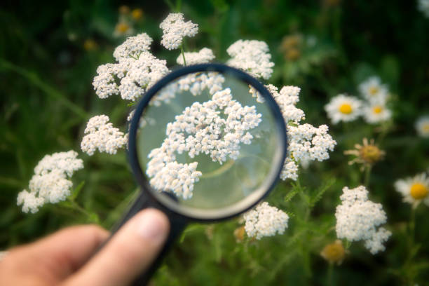 istock hand holding magnifying glass to white yarrow 838218514