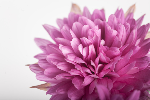 bunch of purple chrysanthemum with white background