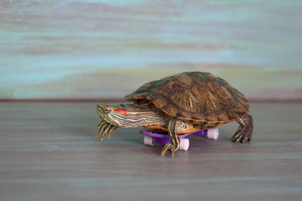 Manual turtle is riding a skateboard. Manual turtle is riding a skateboard. Pet animals. prehistoric turtle stock pictures, royalty-free photos & images