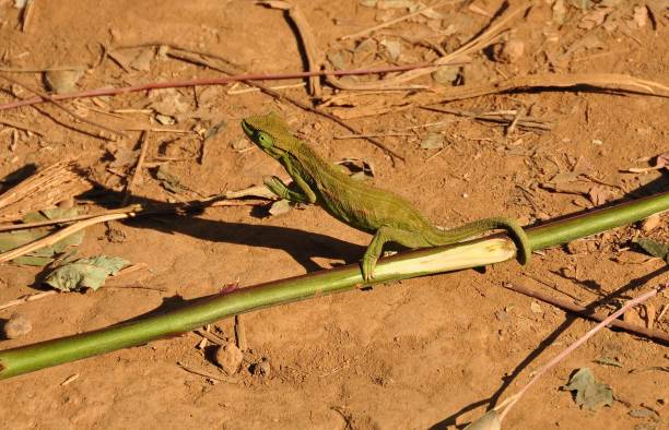 istock Namaqua chameleon walking on the ground 838228640