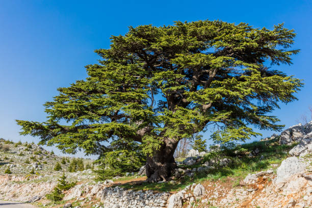 árboles del líbano al cedro de shouf naturaleza reserva barouk - cedro del atlas fotografías e imágenes de stock