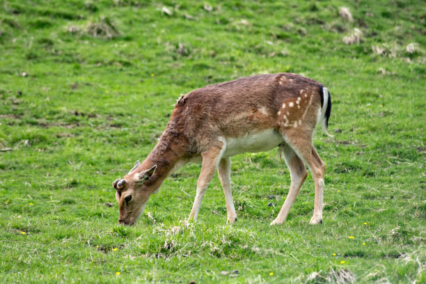 istock Deer animals in green grass field. Dolomites Alps 838228960